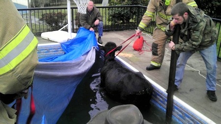 McMinnville cow rescue