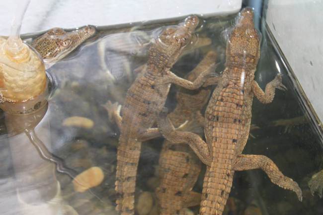 Nine baby crocodiles found in pool